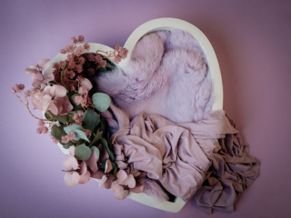 Familien Fotograf, Fotograf für Babyfotos, fotoshooting neugeborene, professionelle Babyfotos